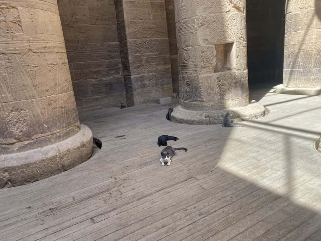 Cats lying on the floor in Philae Temple