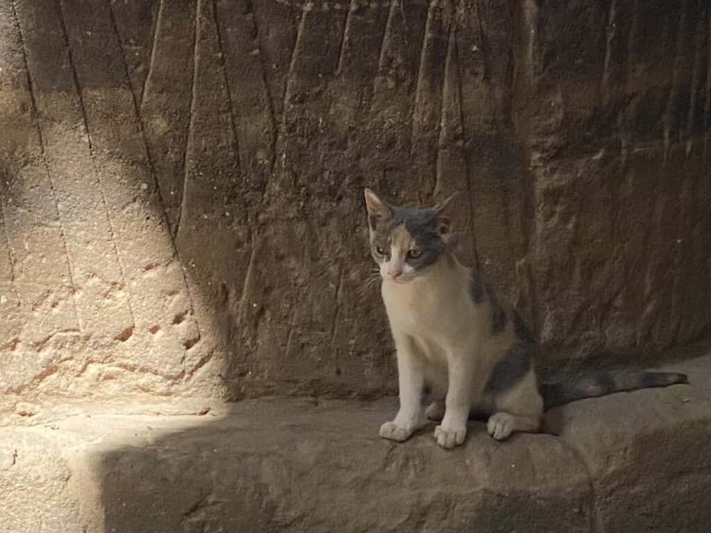 Cat near pillar at Philae Temple