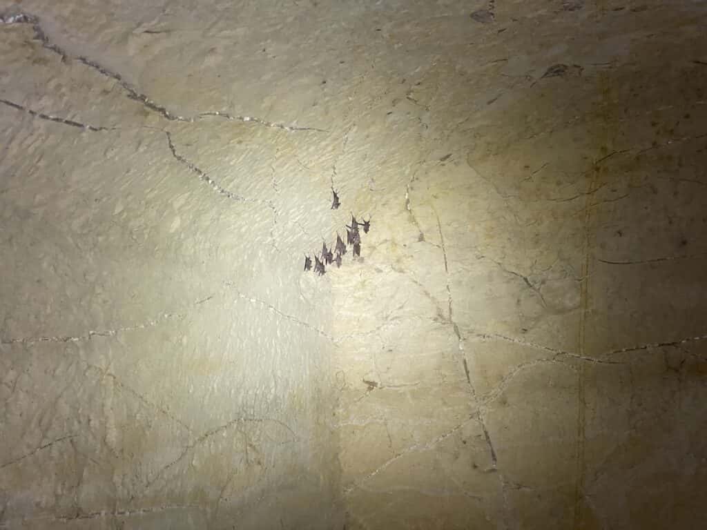 Bats on the ceiling in the Lahun Pyrami