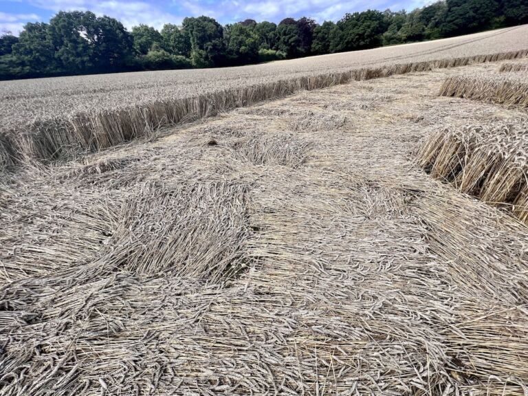 Alresford-Bramdean Crop Circle basket-weave pattern