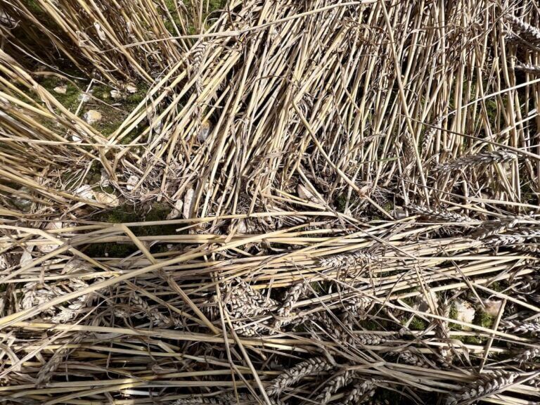 Alresford-Bramdean Crop Circle ground in center of main circle