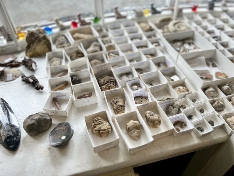 Fossils for sale at The Lodestone. I snagged a trilobite.