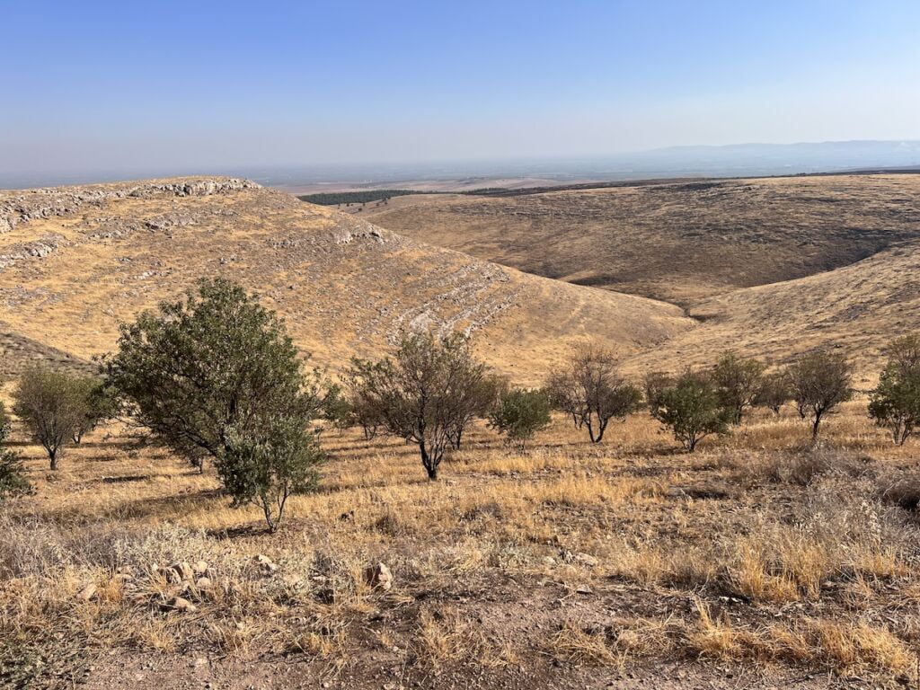 olive trees at gobekli tepe