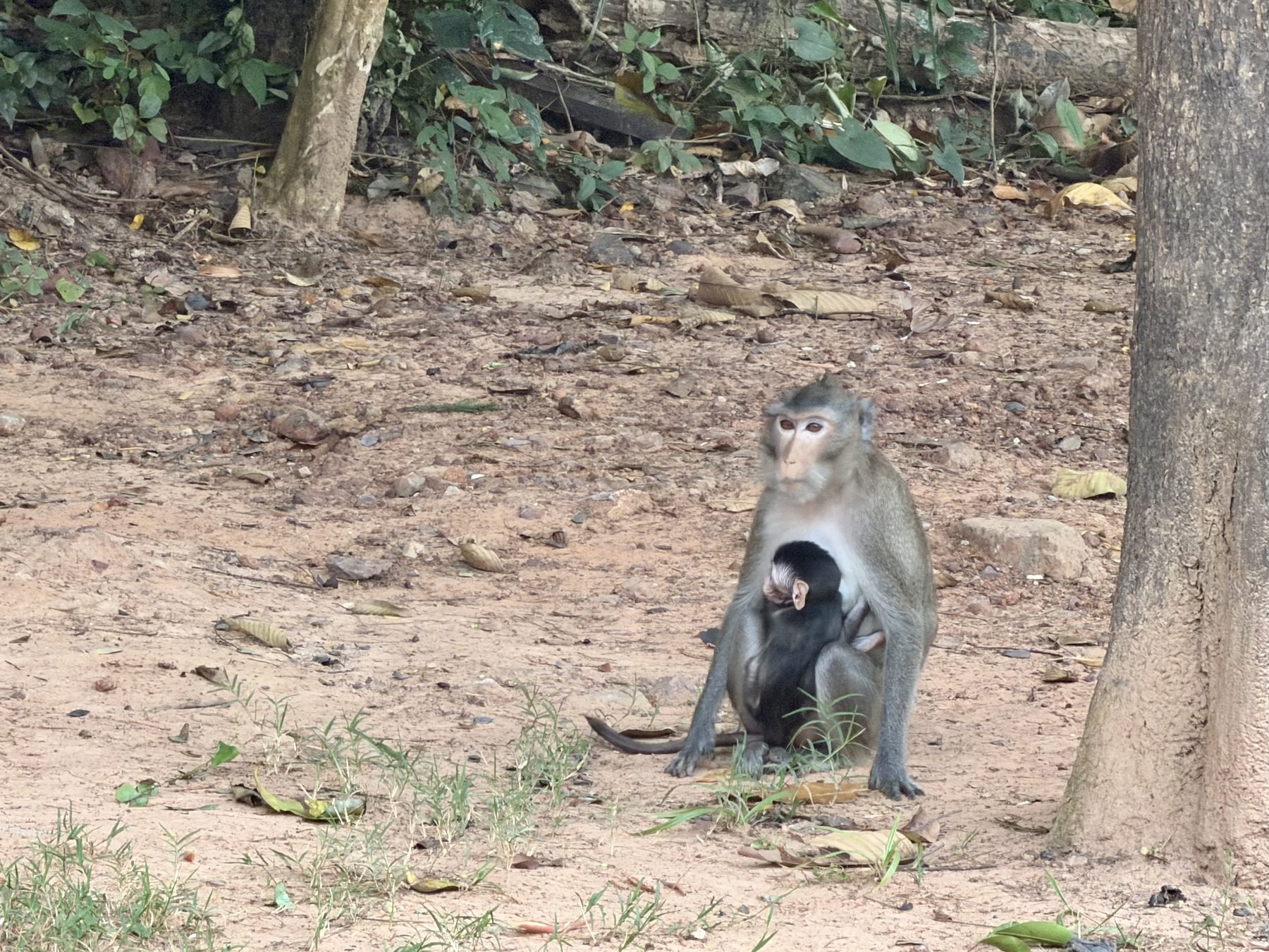 A long-tailed macaque mother holding her infant at the base of a tree near Ta Keo