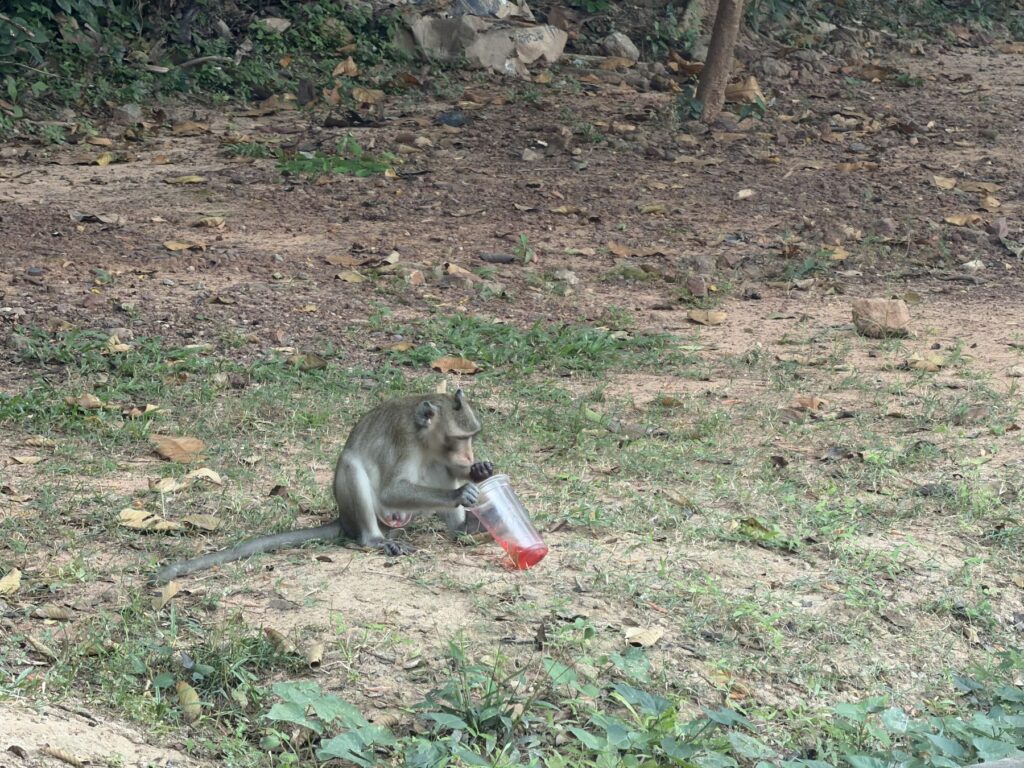 A long-tailed macaque drinking from a discarded plastic cup near Ta Keo