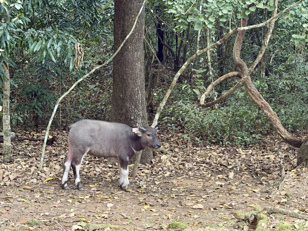A baby water buffalo grazing among trees and vines beside the road inside Angkor Thom