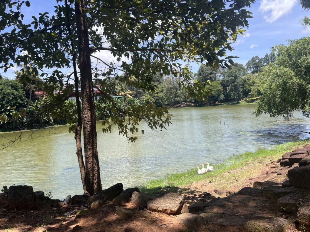 White ducks on the grassy bank of Bakong's moat, with the temple tower beyond the trees