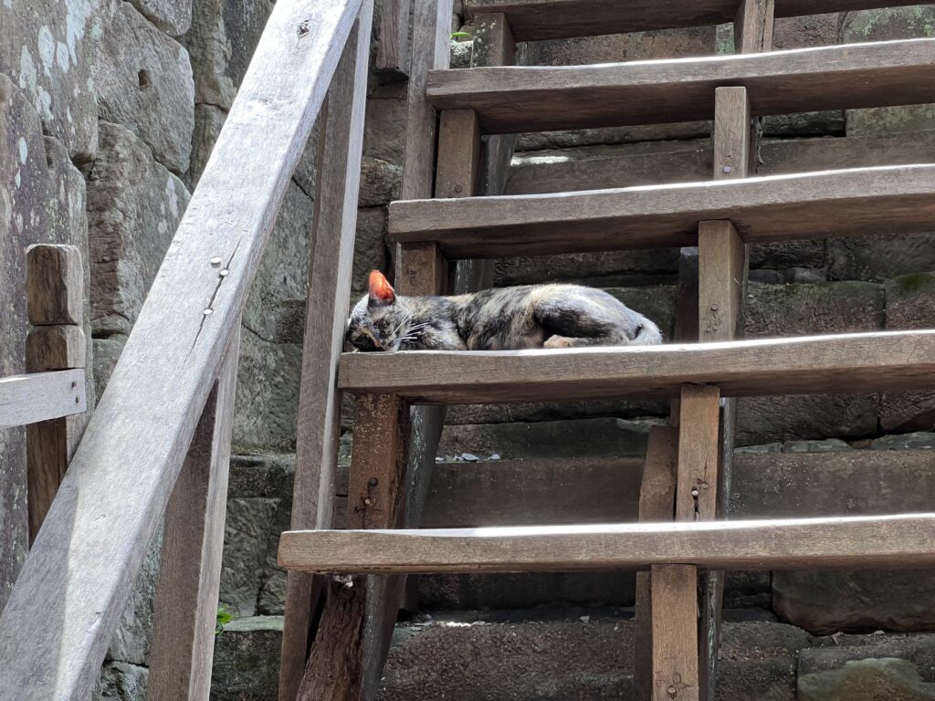 A cat sleeping on the wooden stairs inside the Bayon