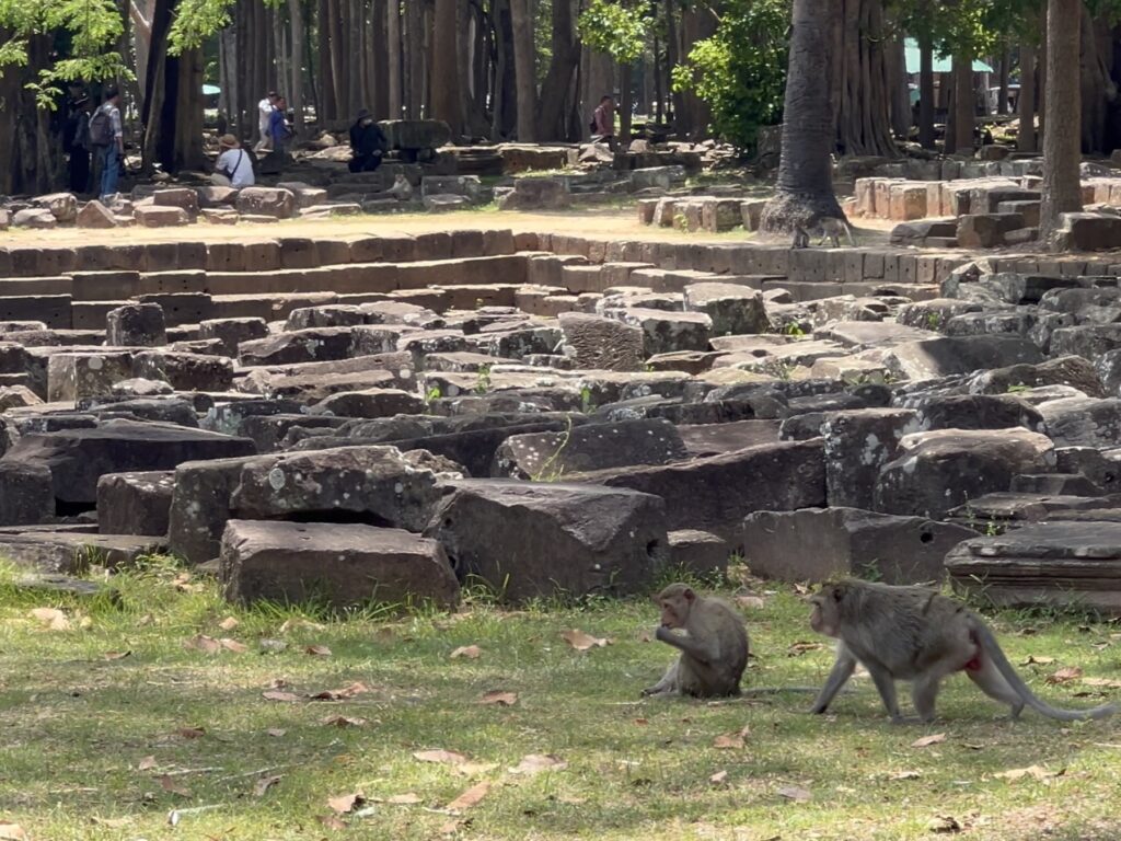 Monkeys in the tree-shaded open area outside the Bayon temple, among loose stone blocks