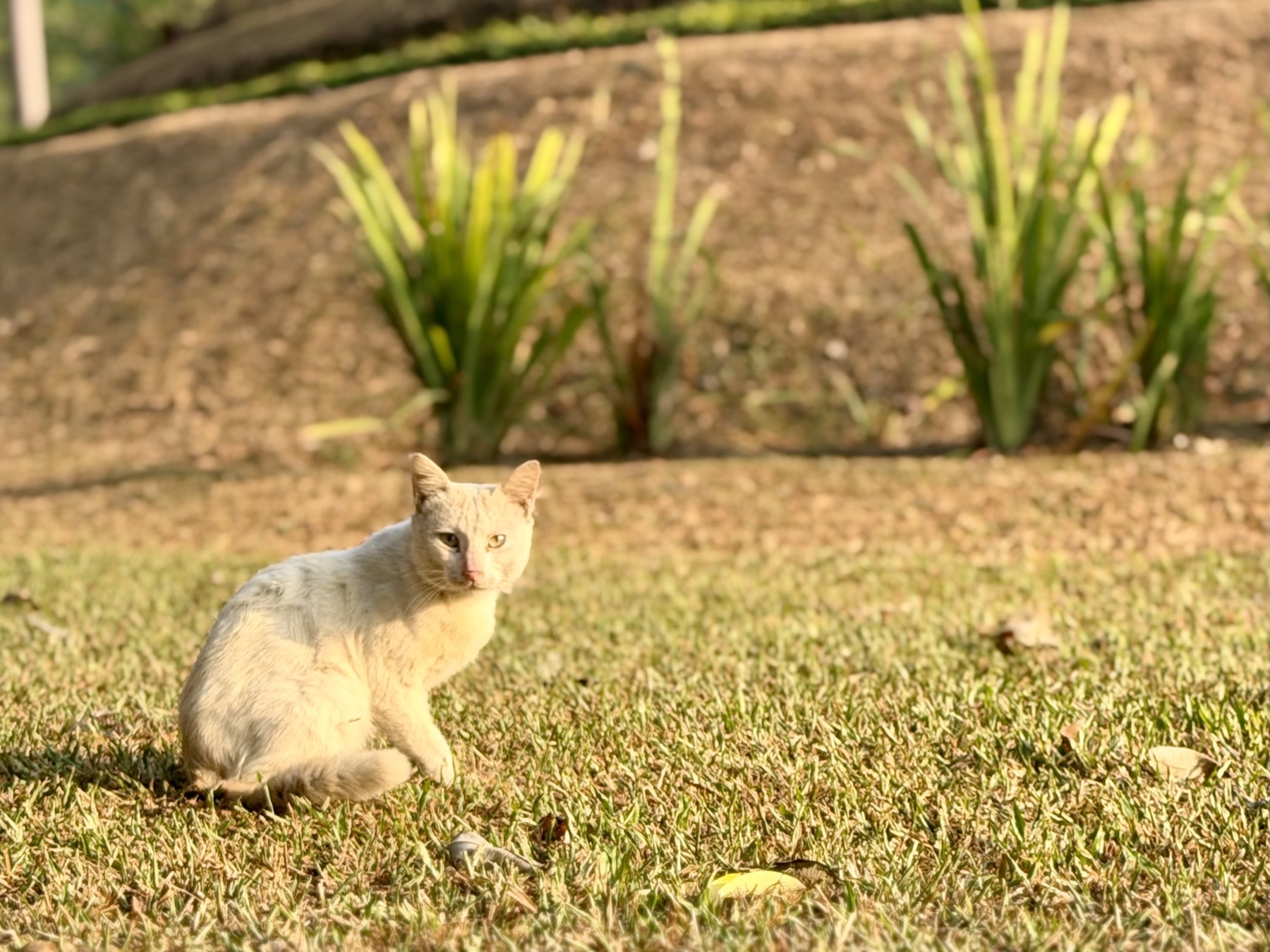 A white cat sitting on the lawn below Borobudur in morning light