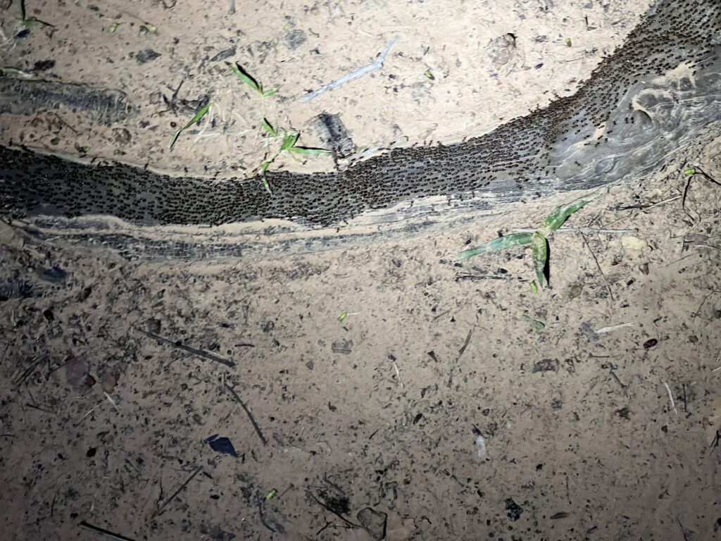 A thick column of ants crossing the dirt trail, lit by headlamp on the pre-dawn walk to the Koh Ker pyramid