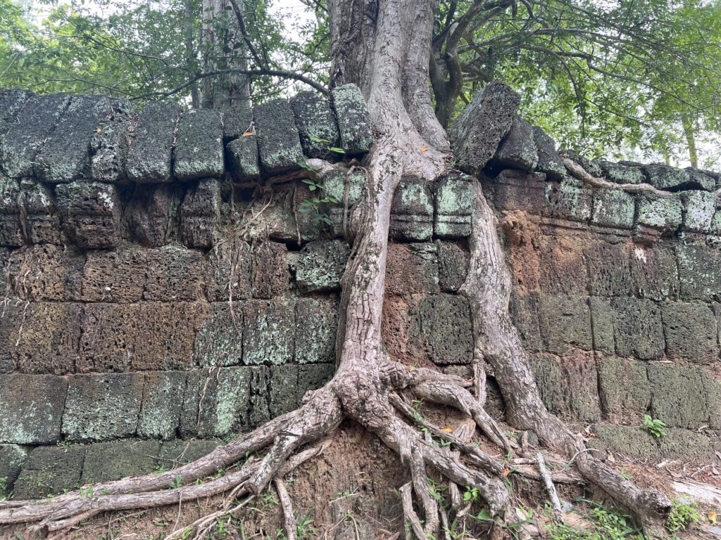 Tree roots growing over a laterite wall at Prasat Thom, Koh Ker