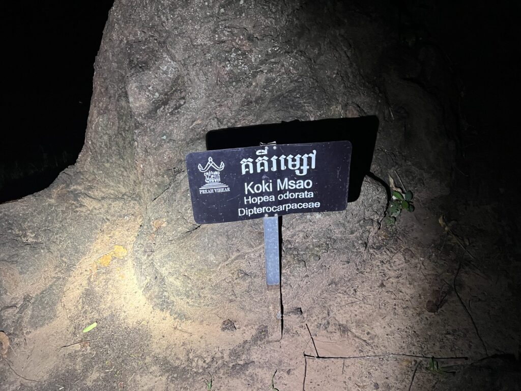 A tree name sign lit by headlamp beside the trail to the Koh Ker pyramid before dawn