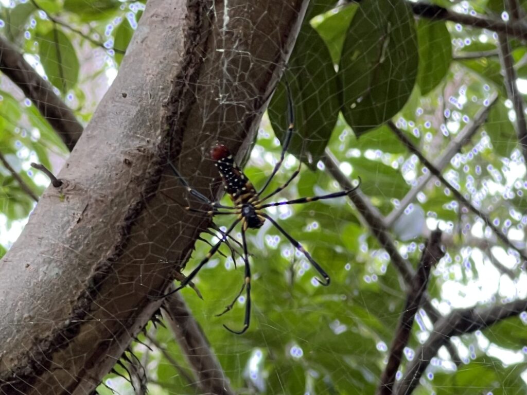 A large golden orb weaver spider in its web in the Kulen forest