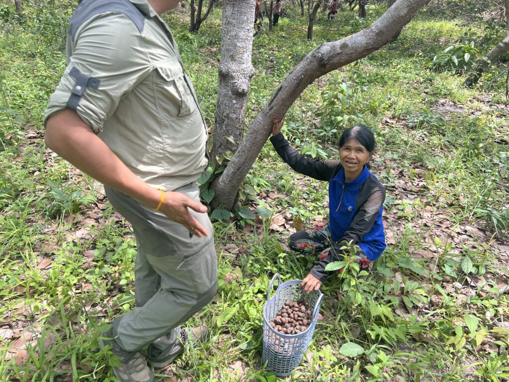 A local woman harvesting nuts beside the trail on Phnom Kulen