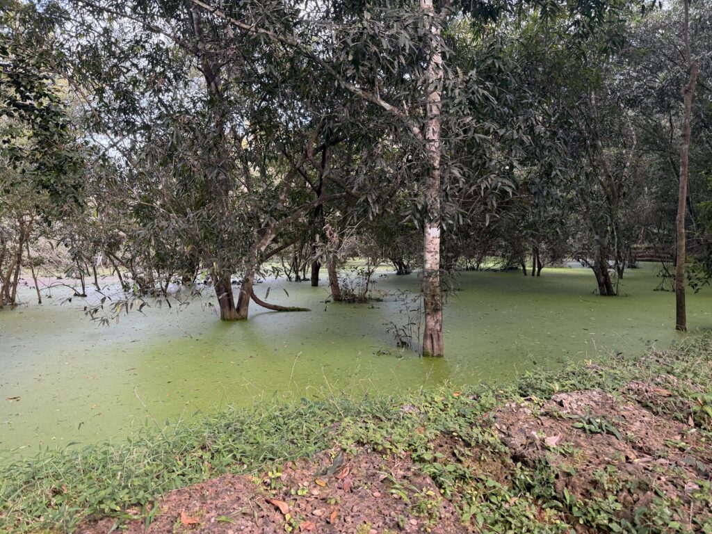 Flooded forest with bright green water beside the bike trail near Preah Khan